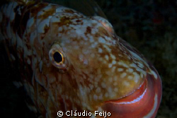 Smile, you are diving! by Cláudio Feijo 